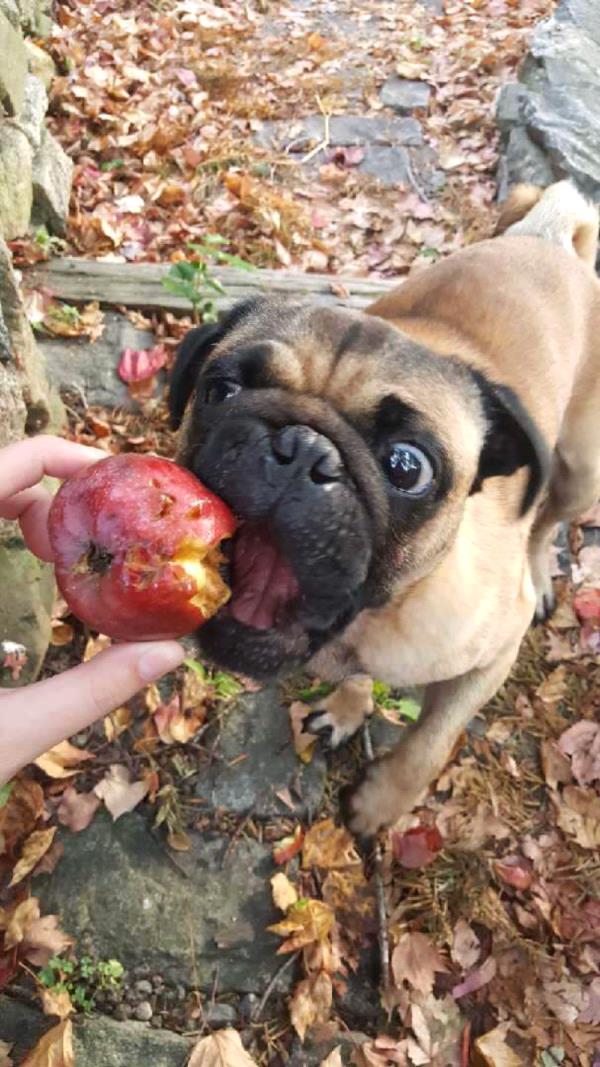 /images/uploads/pug nation rescue of los angeles/2018pugnation/entries/6109thumb.jpg